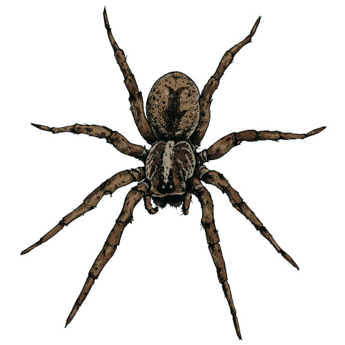 500x500 Realistic Spider Vector Material 04 Free Download