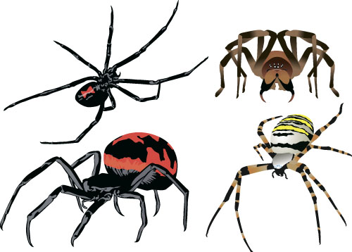 500x358 Realistic Spider Vector Material 06 Free Download