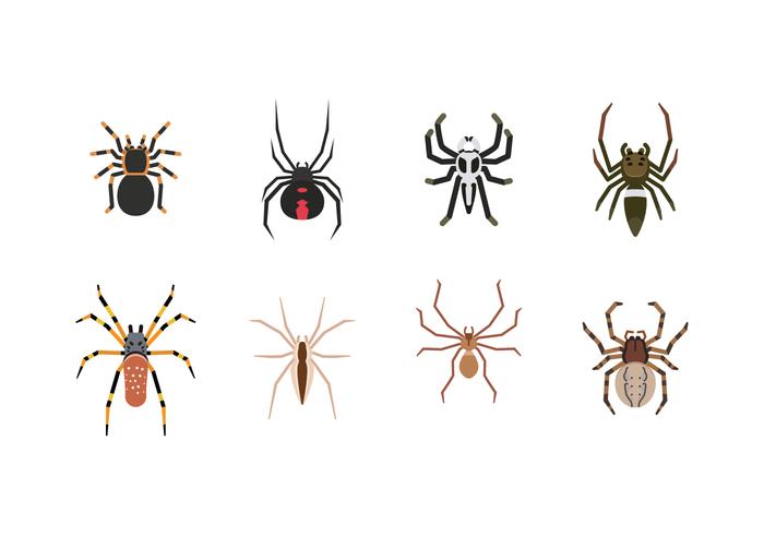 700x490 Spider Vector