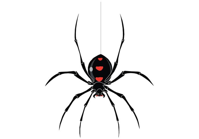 700x490 Spider Vector Free Vector Art