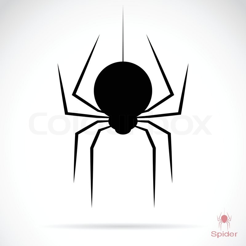 800x800 Vector Image Of An Spider On White Background Stock Vector