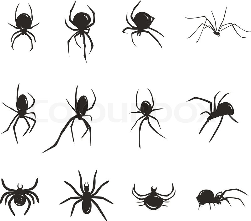800x704 Black Spider Vector Silhouette Insects Stock Vector Colourbox