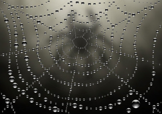 521x368 Spider Web Free Vector Download (4,684 Free Vector) For Commercial