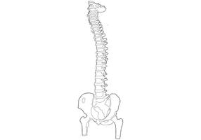 286x200 Spine Free Vector Art