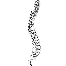 Spine Vector at GetDrawings | Free download