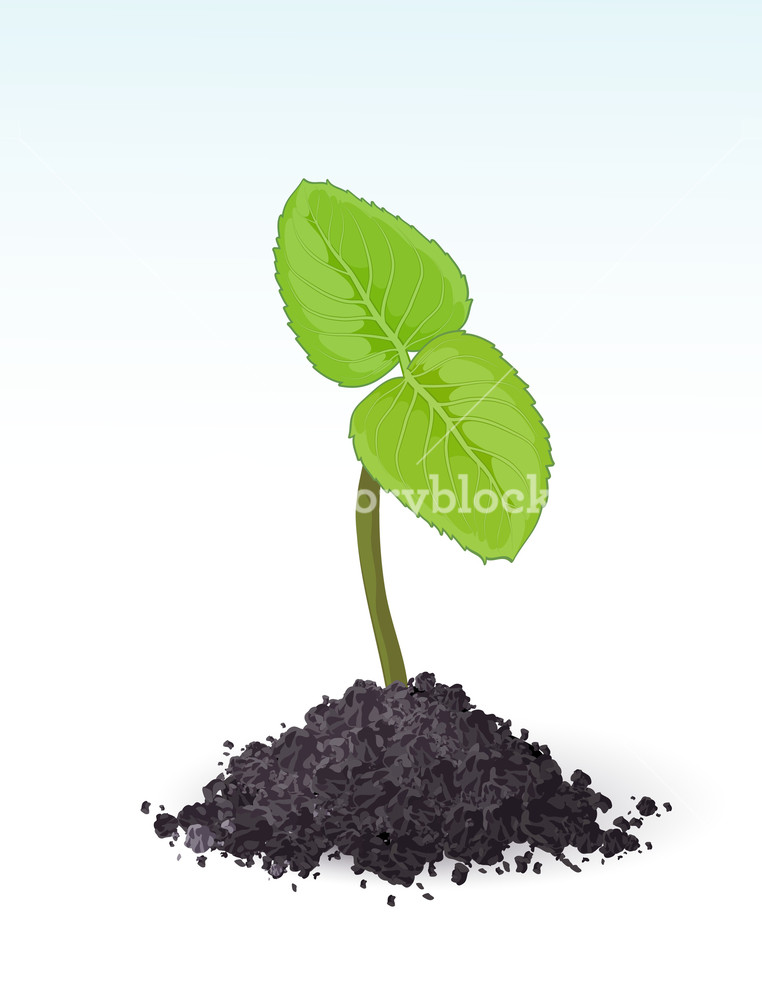 762x1000 Spring Sprout. Vector. Royalty Free Stock Image