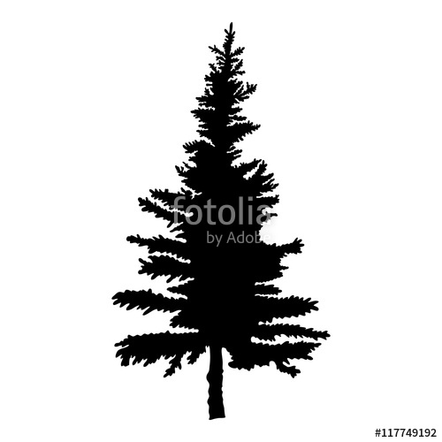 500x500 Pine Tree Isolated On White Background, Silhouette Woods And Fir