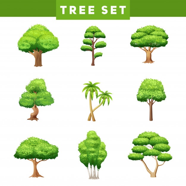 626x626 Spruce Tree Vectors, Photos And Psd Files Free Download