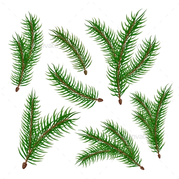 590x590 Vector Realistic Spruce Fir Tree Branches Set By Iwhitewings