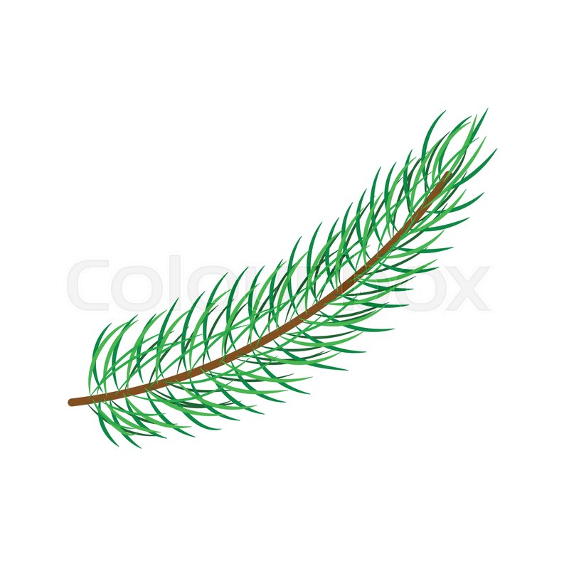 800x800 Vector Flat Cartoon Style Spruce, Pine Fir Tree Leaves