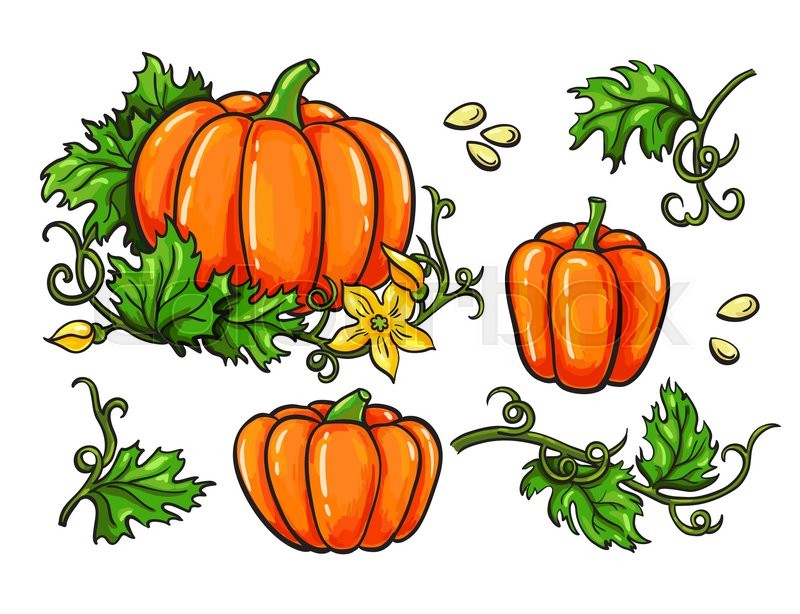 800x614 Pumpkin Vector Drawing Set. Isolated Hand Drawn Vegetable, Plant