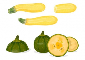 285x200 Squash Free Vector Graphic Art Free Download (Found 26 Files) Ai