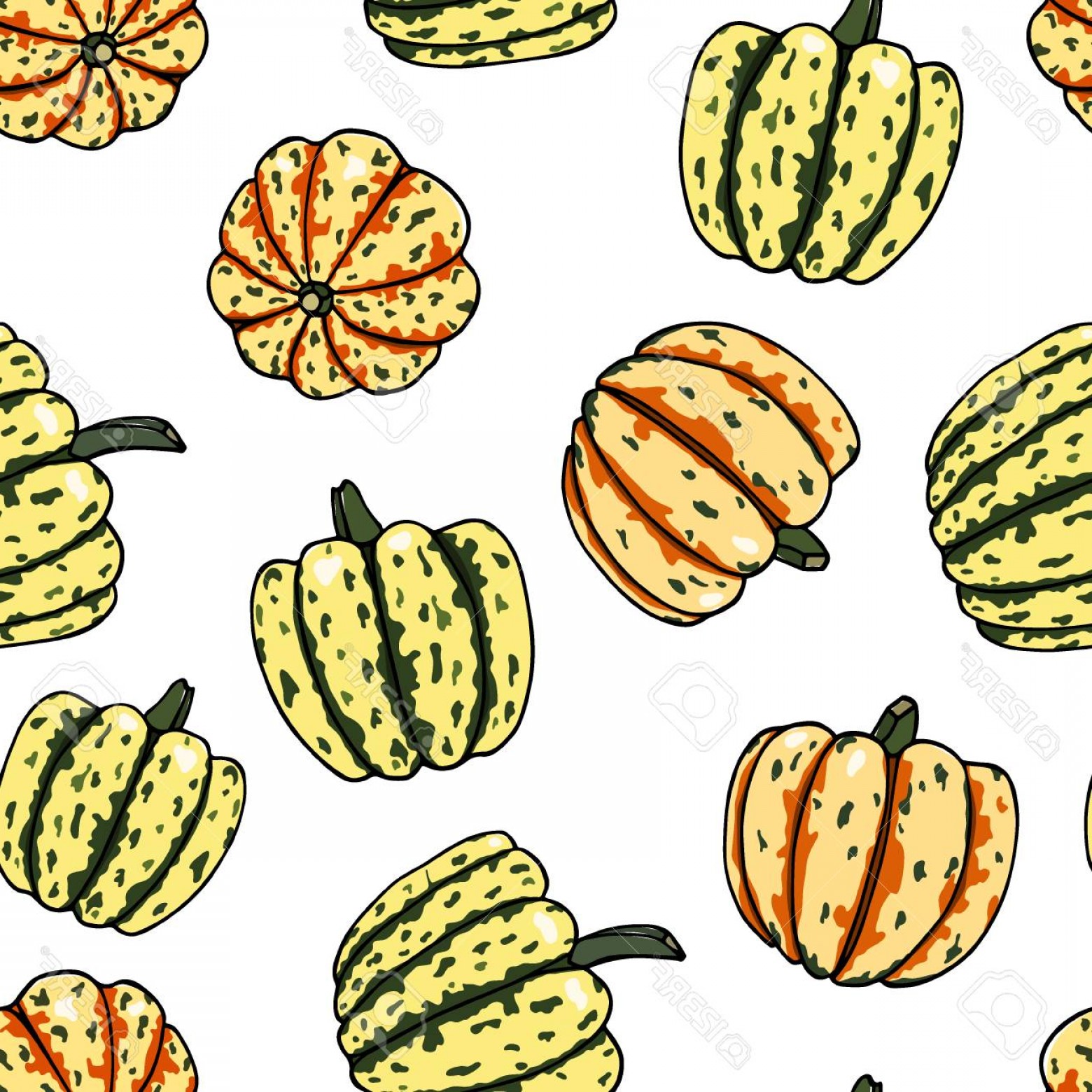 1560x1560 Winter Squash Vector Sohadacouri
