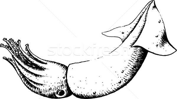 600x337 Squid Vector Illustration Marina Lvova (Jara3000) ( 6643327