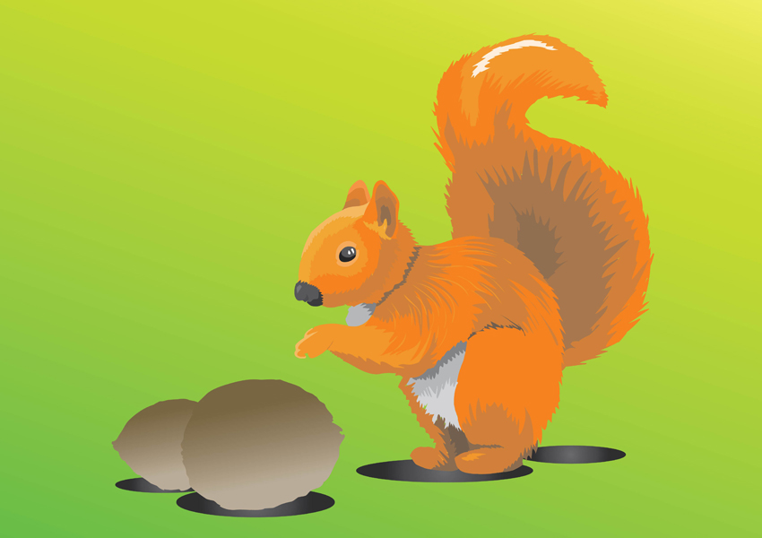 850x600 Squirrel Vector Art Amp Graphics