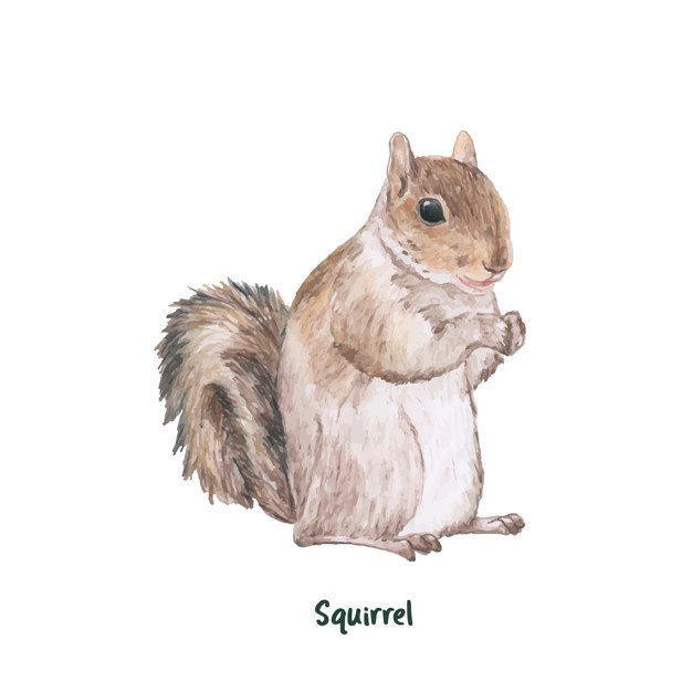 626x626 Squirrel Vectors, Photos And Psd Files Free Download