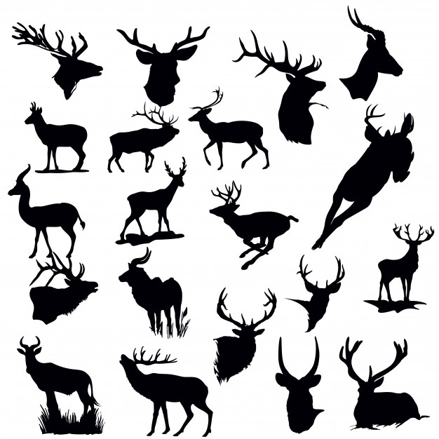 626x626 Stag Vectors, Photos And Psd Files Free Download