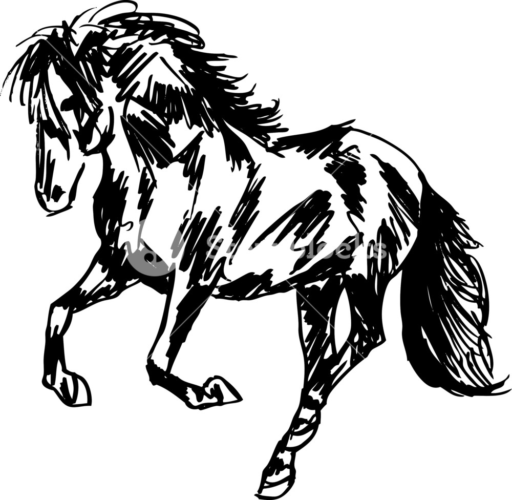 1000x976 Stallion Sketch. Vector Illustration Royalty Free Stock Image