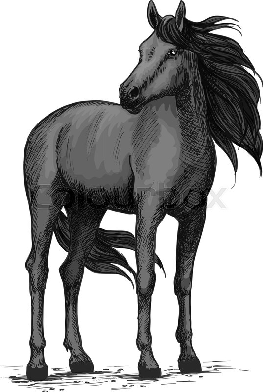 537x800 Black Horse Vector Sketch. Wild Mustang Stallion Standing With