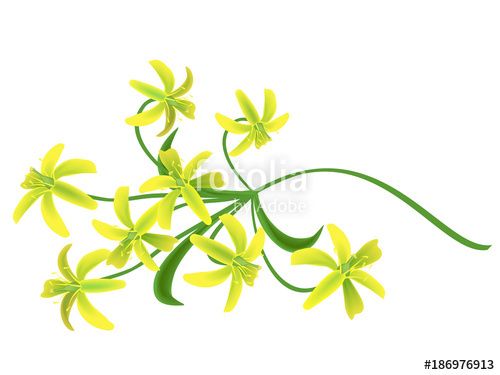 500x375 Star Of Bethlehem Flowers (Gagea Lutea, Ornithogalum). Hand Drawn