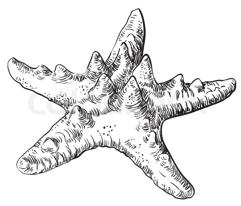 800x686 Hand Drawing Starfish. Vector Monochrome Illustration Of Starfish