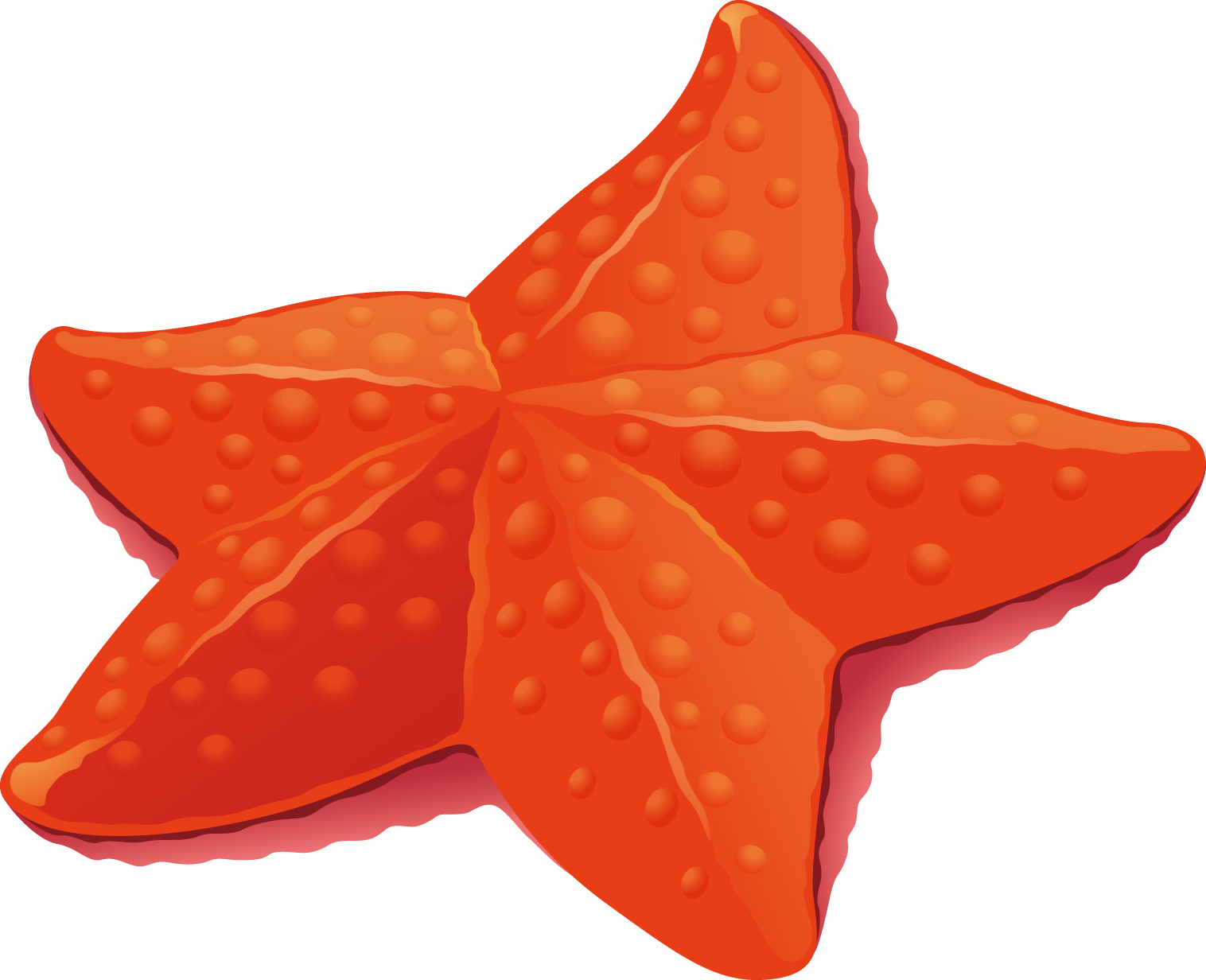1516x1232 Starfish Euclidean Vector