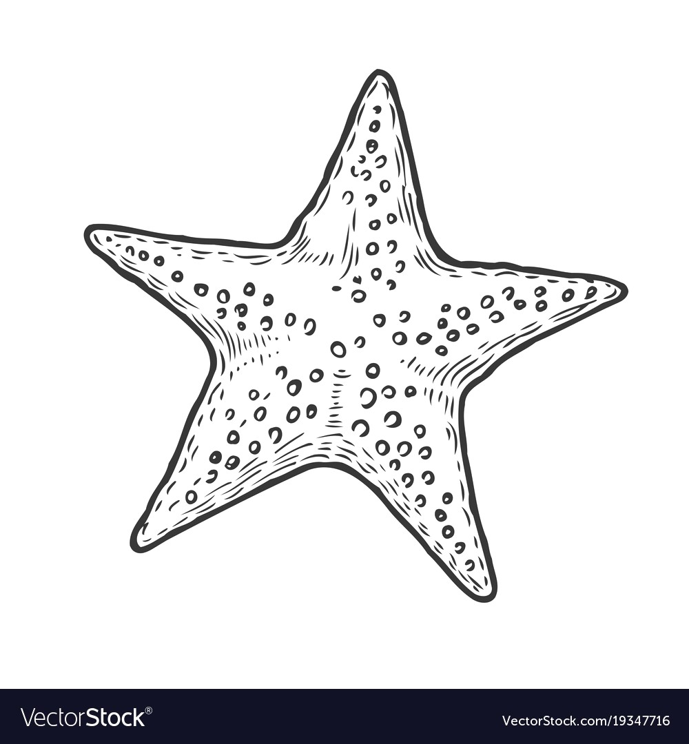 Starfish Vector at GetDrawings | Free download