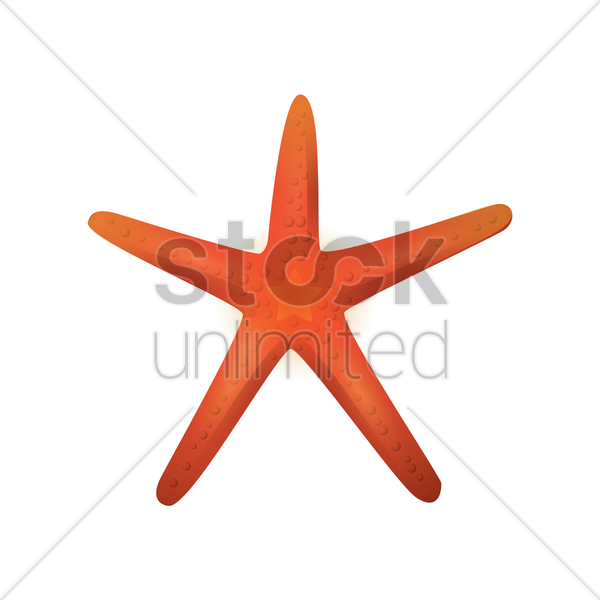 600x600 Starfish Vector Image