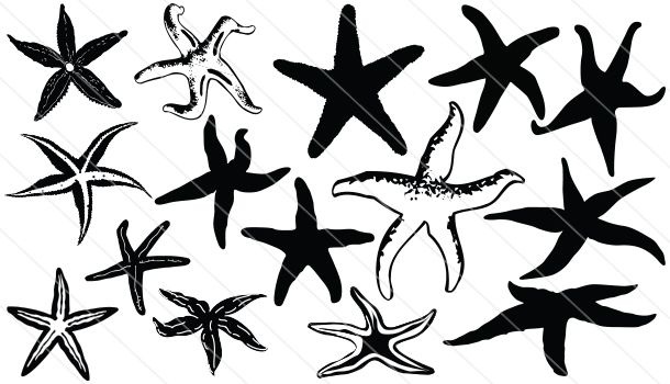 610x350 Starfish Vector Image Best Starfish Silhouette Vector 15