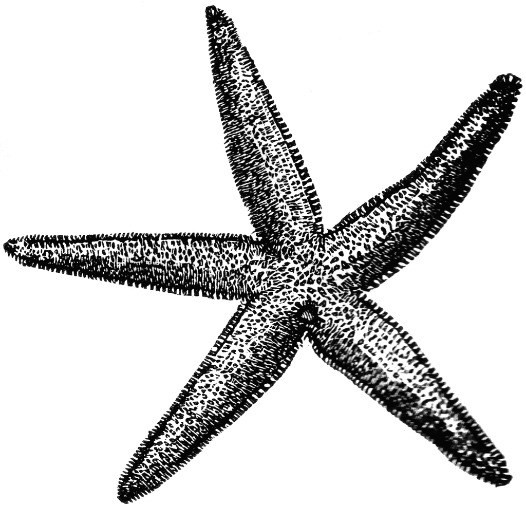 1024x985 Starfish Clipart Vector