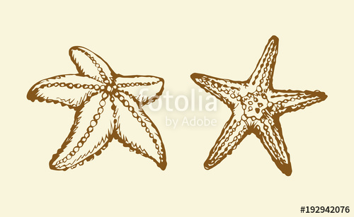 500x307 Starfish. Vector Drawing Stock Image And Royalty Free Vector
