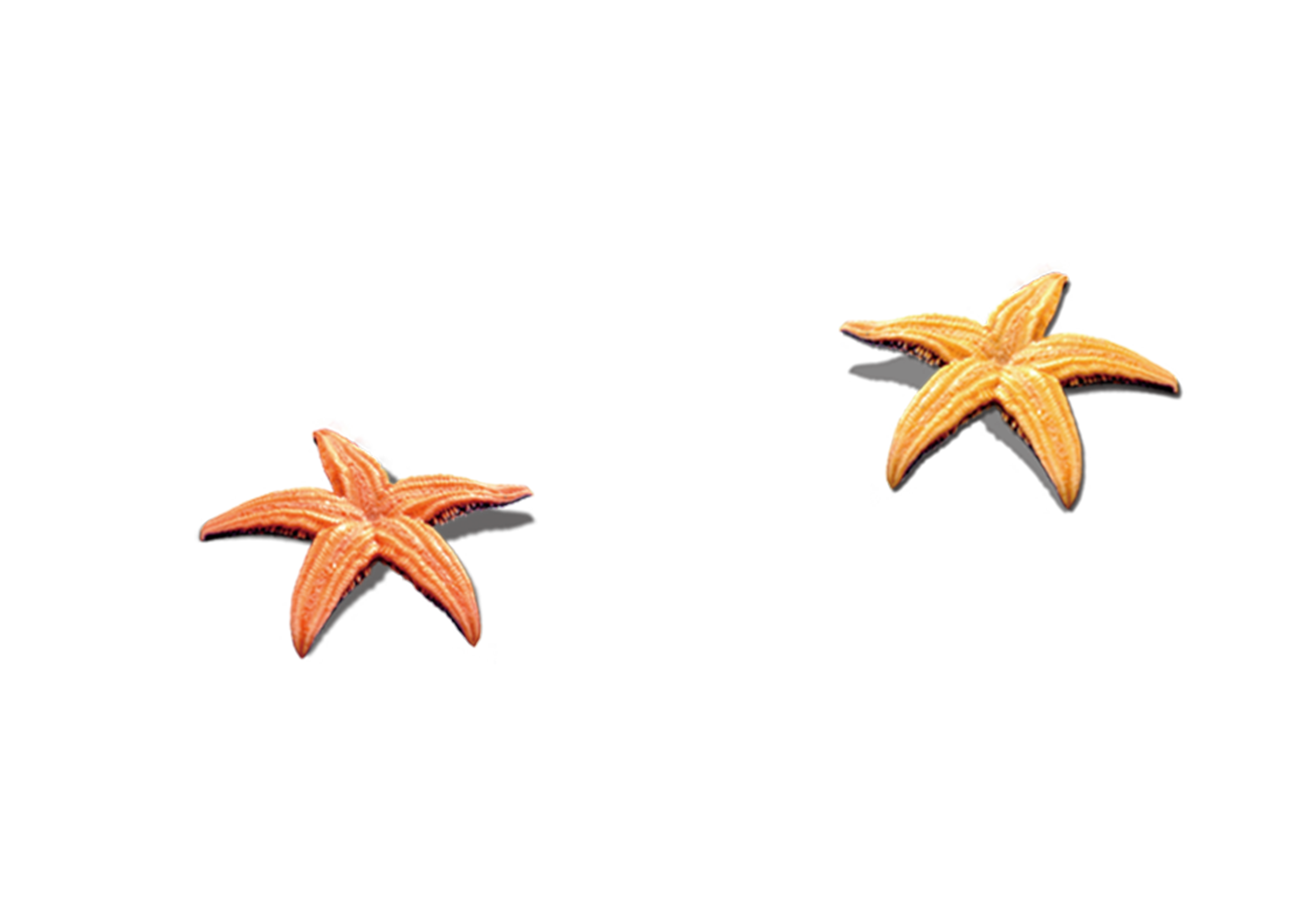 3508x2480 Collection Of Free Starfish Vector Shell Beach. Download On Ubisafe