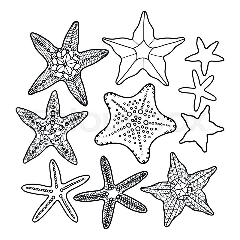 800x800 Graphic Starfish Collection Drawn In Line Art Style. Vector Ocean