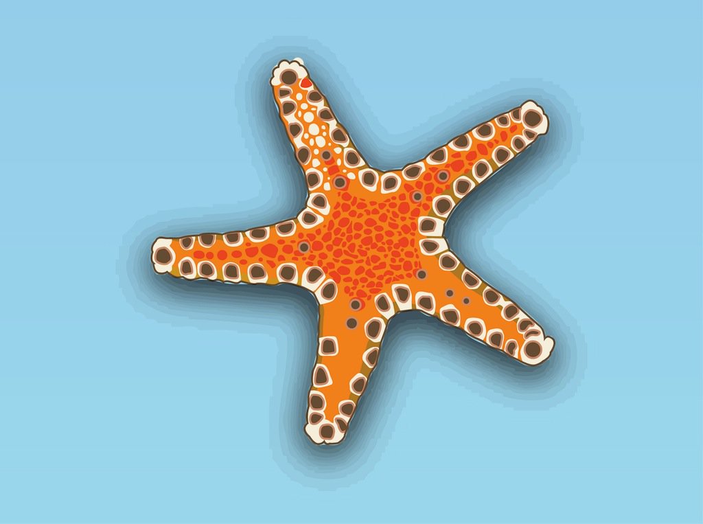 1024x763 Starfish Vector Vector Art Amp Graphics