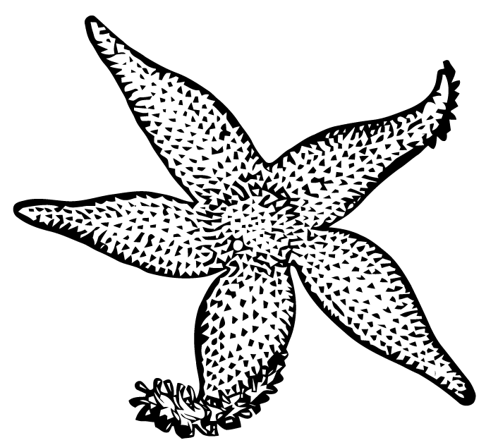 689x631 Free Vector Art Starfish Images From