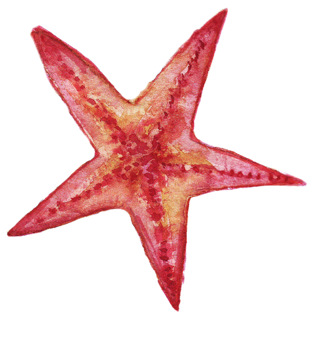 1024x1110 Red Starfish Watercolor Vector Free Download Eps Files