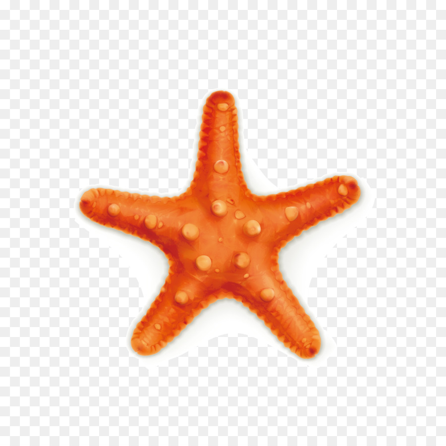 900x900 Starfish Royalty Free Stock Photography Illustration
