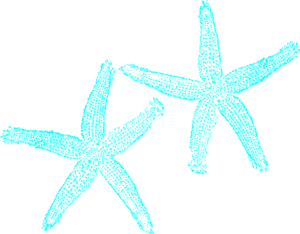 300x234 Vector Clipart Starfish