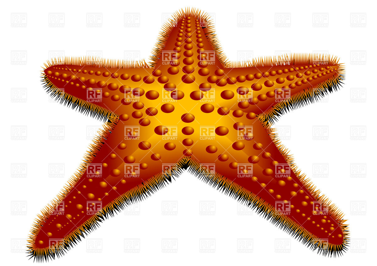 1200x849 Exotic Starfish Vector Image Vector Artwork Of Plants And