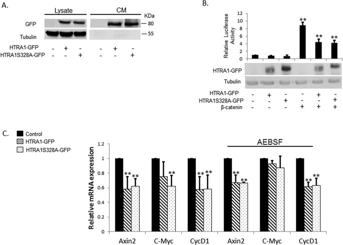 685x489 High Temperature Requirement A1 (Htra1)