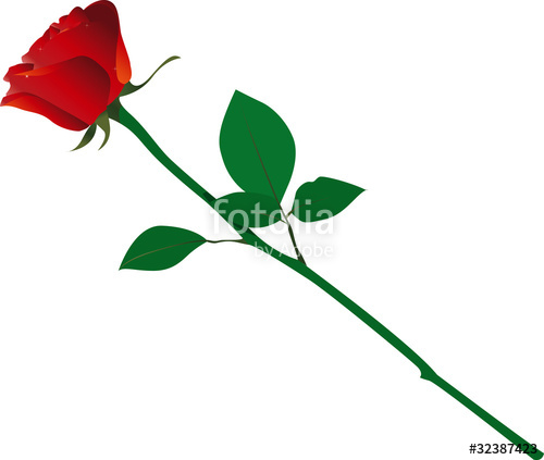 500x423 Isolated Long Stem Red Rose Stock Image And Royalty Free Vector