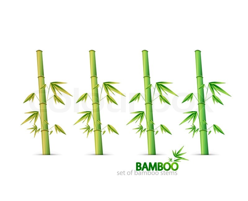 800x648 Bamboo Stem Design For Your Project Stock Vector Colourbox