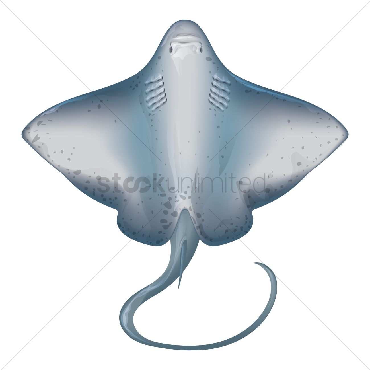 1300x1300 Stingray Vector Image