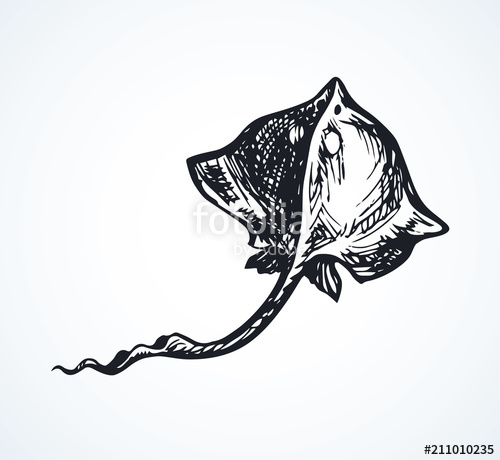 500x460 Stingray. Vector Drawing Stock Image And Royalty Free Vector