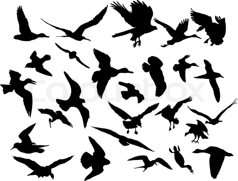 800x609 Vector Illustrations Black Silhouettes Birds On White Stock