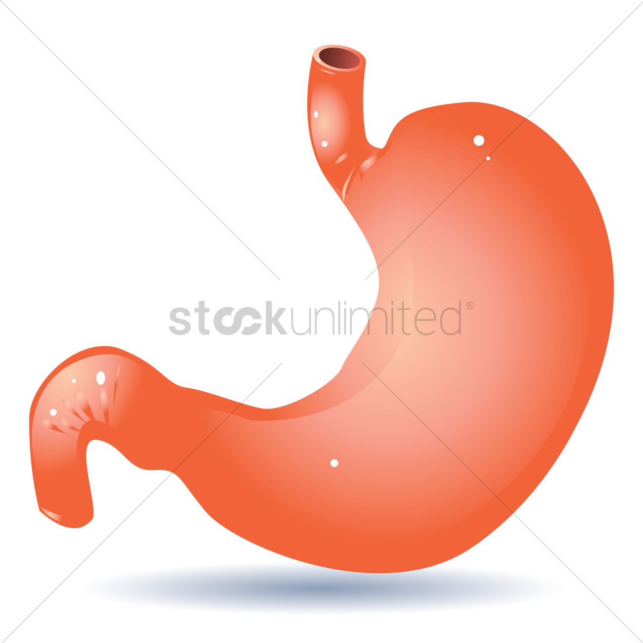 1300x1300 Human Stomach Vector Image