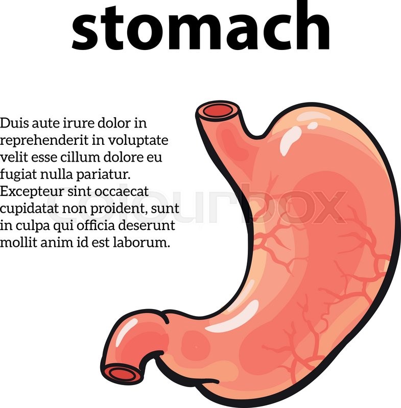 785x800 Image Of The Stomach, Vector Sketch Drawn By Hand, Isolated On