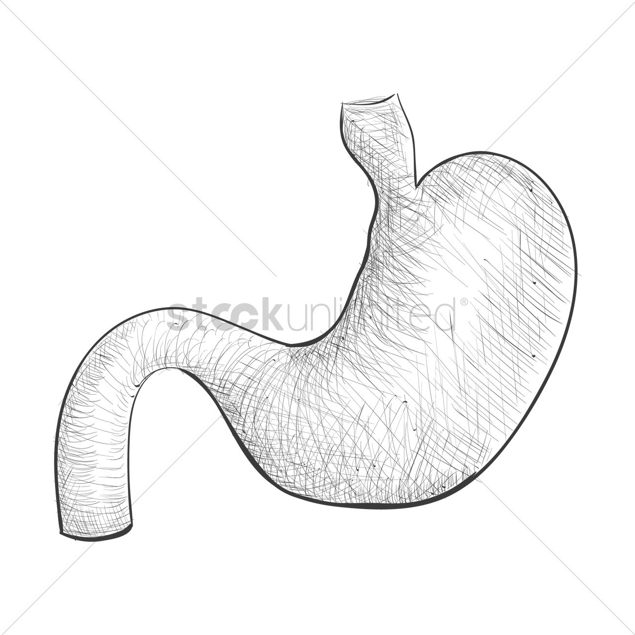 1300x1300 Stomach Vector Image