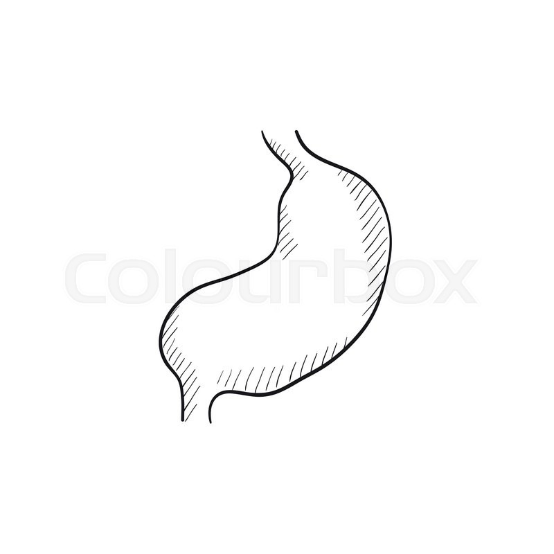 800x800 Stomach Vector Sketch Icon Isolated On Background. Hand Drawn