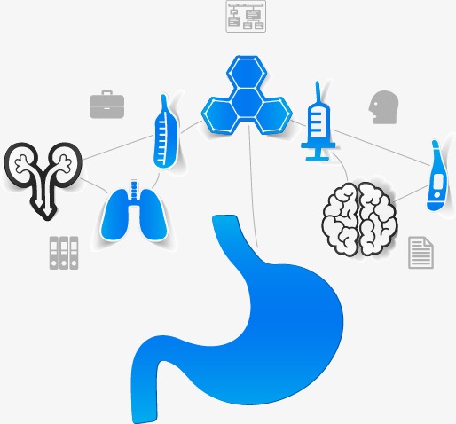 514x478 Vector Pharmacy, Pharmacy, Stomach, Vector Png And Vector For Free